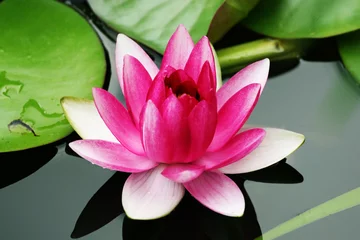 Store enrouleur fleur de lotus fleur de nénuphar
