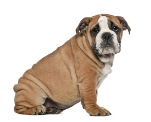 English Bulldog puppy, 2 and a half months old