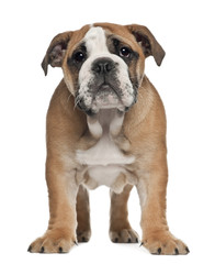 English Bulldog puppy, 2 and a half months old
