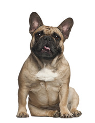 English Bulldog, sitting against white background