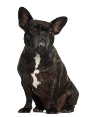 French Bulldog sitting against white background