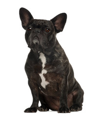 French Bulldog sitting against white background