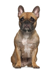 French Bulldog sitting against white background