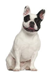 French Bulldog sitting against white background