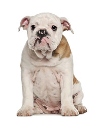 English Bulldog puppy, 4 months old