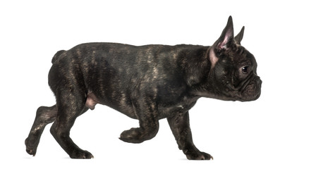 French Bulldog walking against white background