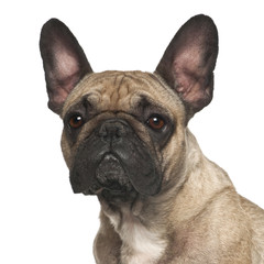 French Bulldog against white background