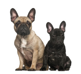 Fototapeta premium French bulldogs sitting against white background