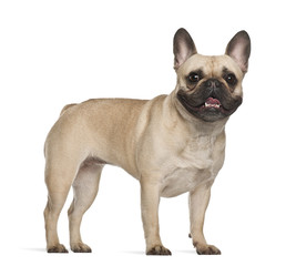 French Bulldog, 2 years old, standing against white background