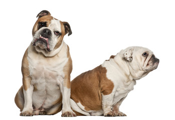 English bulldogs, 5 years old, sitting against white background