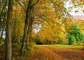 Obraz premium Autumn Background