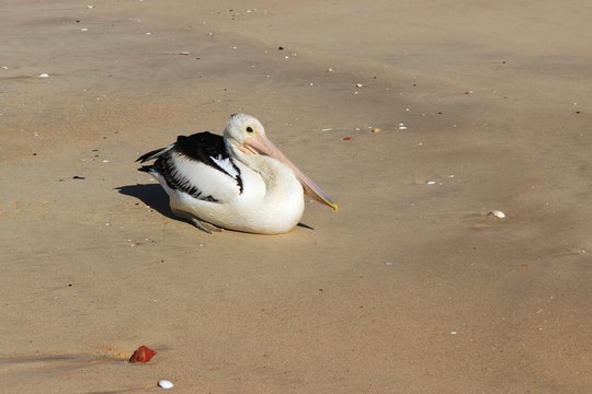 pellicano