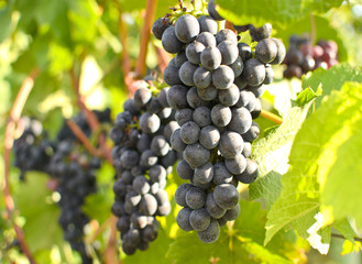Herbst: Rote Weintrauben