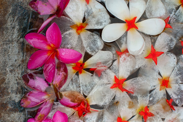 Flowers in the water, close-up