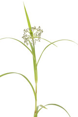 bulrush © dabjola