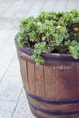 Plant in a barrel