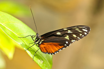 Fototapeta na wymiar Longwing Butterfly