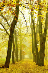 Obrazy na Szkle  Park jesienią