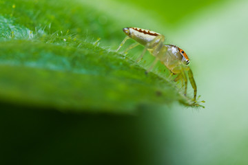 Female Epocilla calcarata jumping Spider