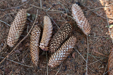 Tannenzapfen auf Waldboden