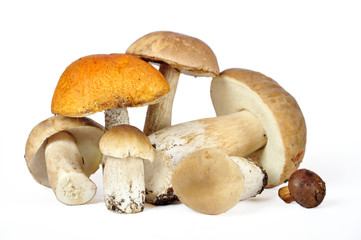 Some  porcini mushrooms