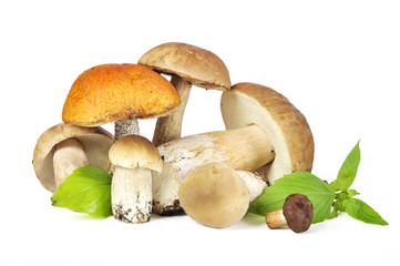 Some  porcini mushrooms