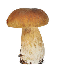 Mushroom boletus edulis