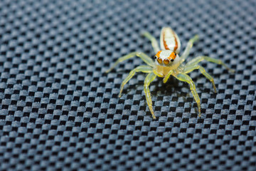 Female Epocilla calcarata jumping Spider