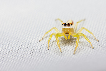 Female Epocilla calcarata jumping Spider