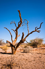 Death tree in Joshua Tree National Park