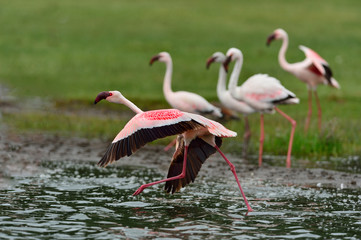 Lesser Flamingos are taking off in Lake Nakuru.