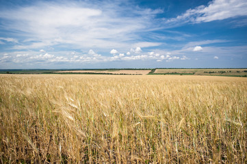 Yellow wheat field and sky