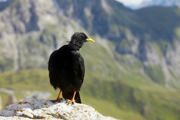 Crow