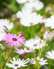 Purple daisy among field of white daisies