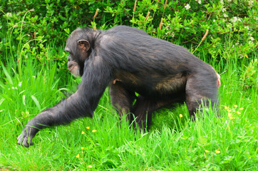 Chimpanzee