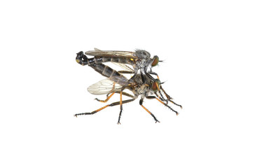 Mating Common Awl robberflies (Neoitamus cyanurus) isolated