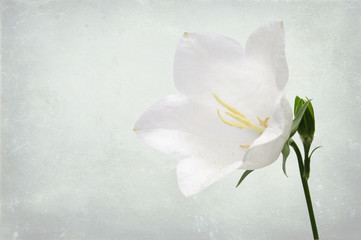 Obraz na płótnie Canvas White Peach-leaved Bellflower (Campanula persicifolia)