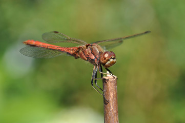 Moustached Darter on a twig (male, Sympetrum vulgatum)