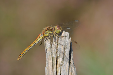 Moustached Darter (male, Sympetrum vulgatum)