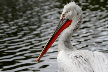 Dalmatian Pelican (Pelecanus crispus).