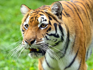 Fototapeta na wymiar Tigers