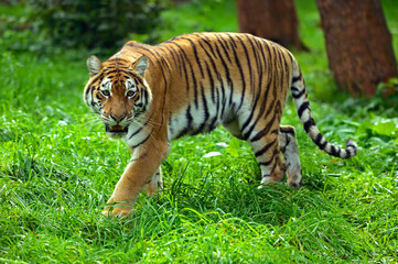 Obraz premium Tygrysy