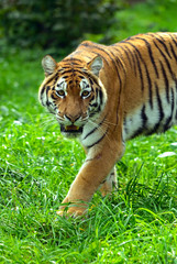 Obraz premium Tigers