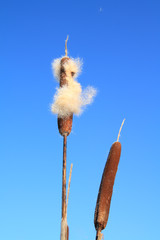 dry bulrush on celestial background