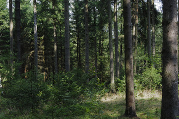 Naturbelassener Wald