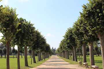 Allee Nachmittag