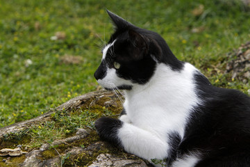 Sich räkelnder schwarz-weißer Kater