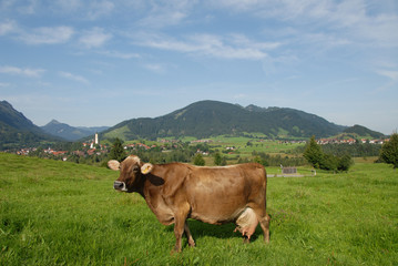 Fototapeta na wymiar Krowa, nabiał, rolnictwo, Allgäu, Bawaria, Pfronten