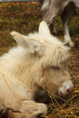 Fototapeta premium young donkey young ass