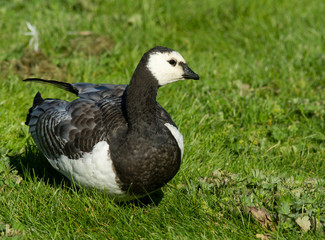 Barnacle goose